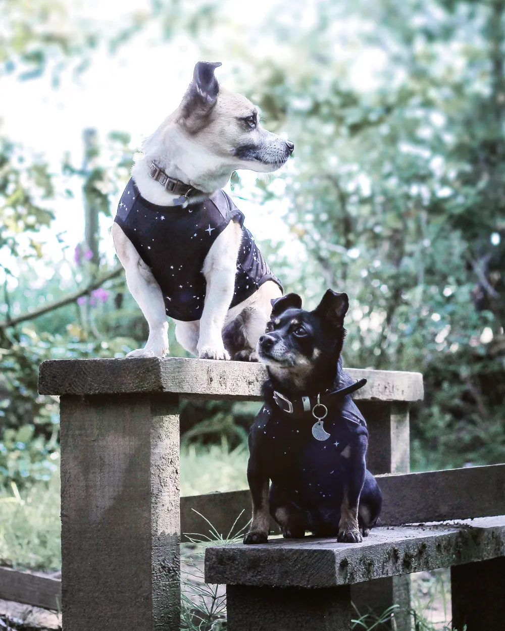 Astral Pet Vest - Dog or Cat