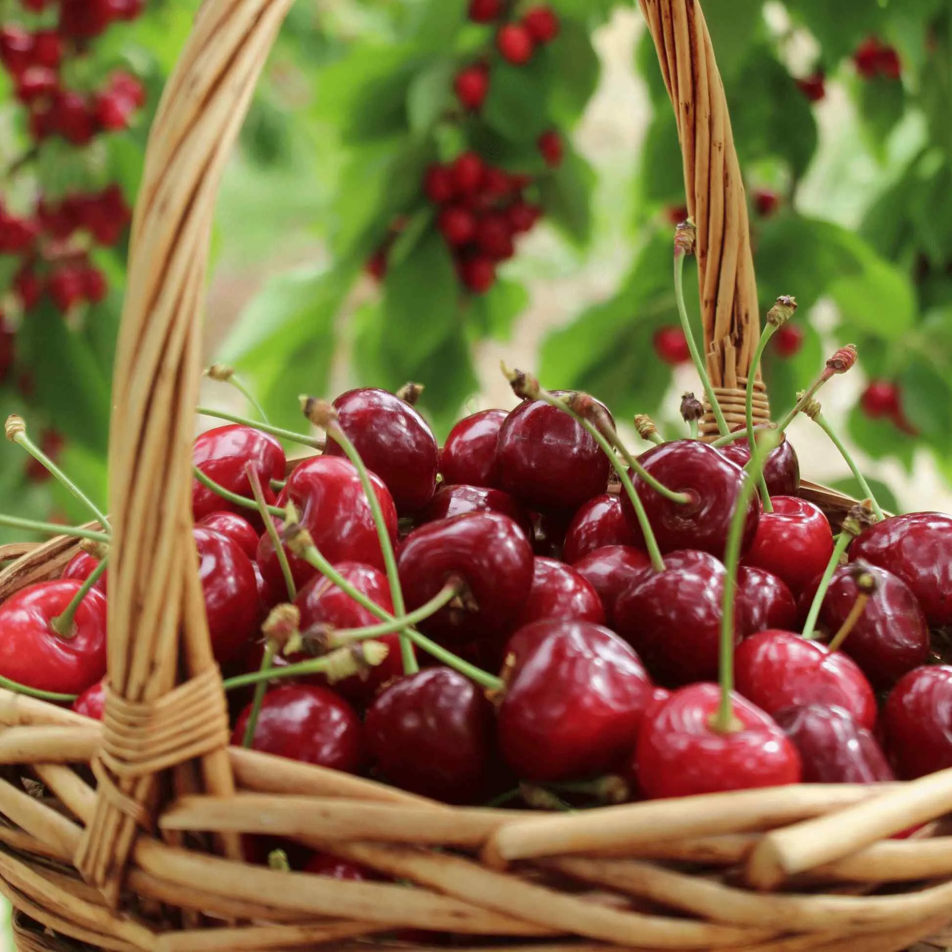 Bing Cherry Tree