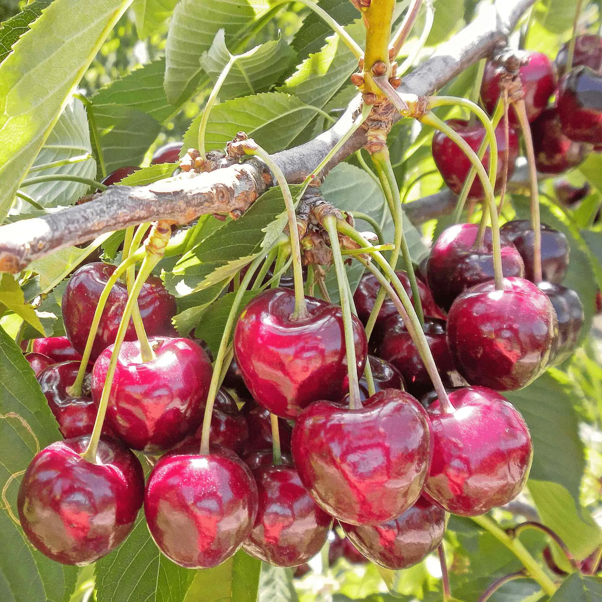 Bing Cherry Tree