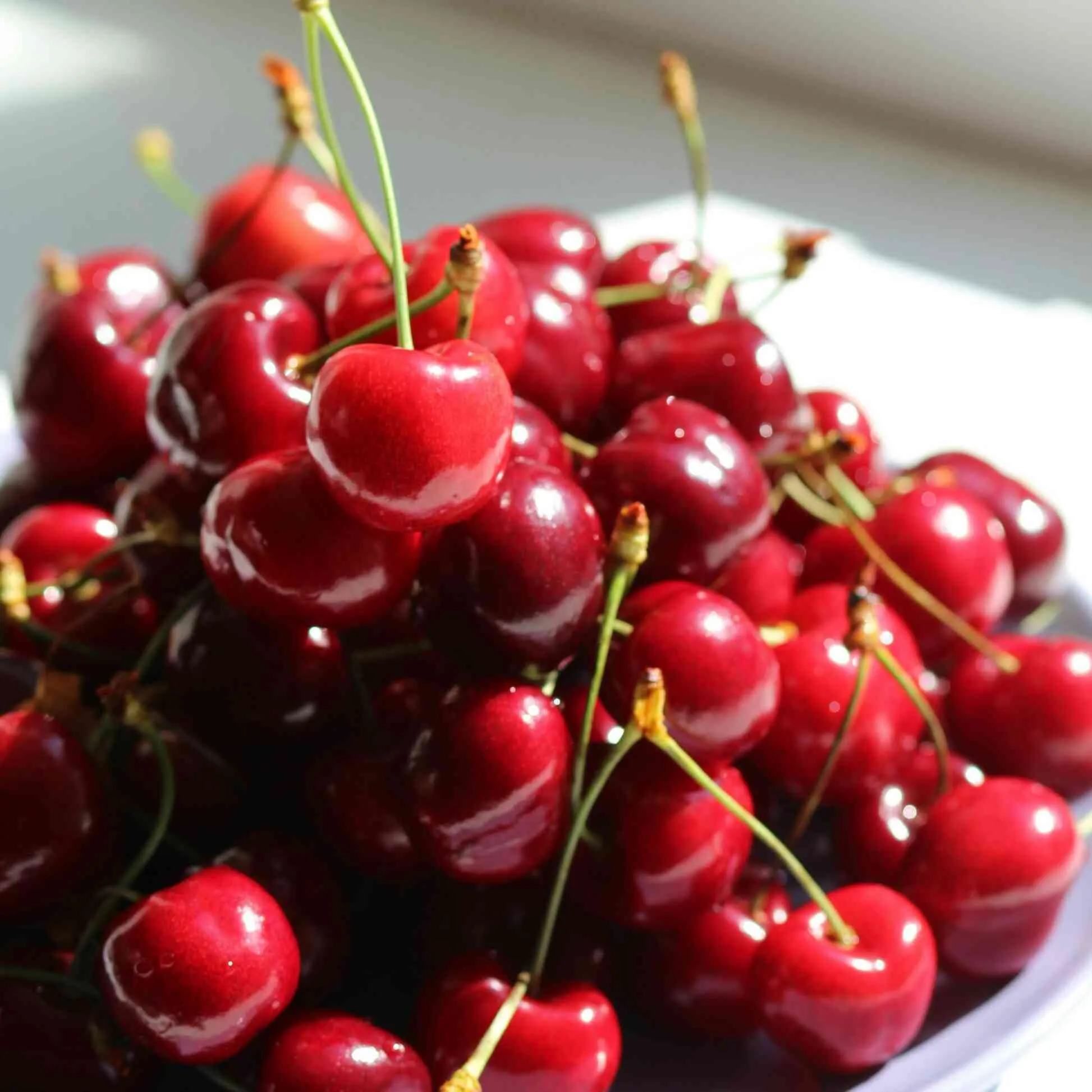 Bing Cherry Tree